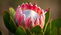 King Protea Bloom in Soft Sunlight Royalty Free Stock Photo