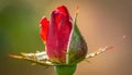 Red Rose Bud Emerging, A Close-up Macro View Royalty Free Stock Photo
