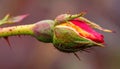 Rose Bud with Thorns Royalty Free Stock Photo