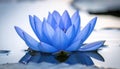 Vibrant Blue Lotus Flower Floating on Water Royalty Free Stock Photo