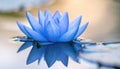 Serene Blue Lotus Reflection Royalty Free Stock Photo