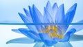 Serene Blue Lotus Reflection Royalty Free Stock Photo