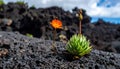 Resilience in Nature: Succulent and Flower on Lava Rock Royalty Free Stock Photo