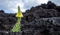 Resilience of Nature: Yellow Flower on Volcanic Rock Royalty Free Stock Photo