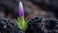 A lone purple flower sprouts from volcanic rock, a symbol of resilience. Royalty Free Stock Photo