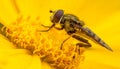 Insect on yellow pollen Royalty Free Stock Photo