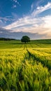 Landscape with a lonely tree and horizon. Royalty Free Stock Photo