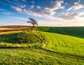 Landscape with a lonely tree and horizon. Royalty Free Stock Photo