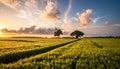 Landscape with a lonely tree and horizon. Royalty Free Stock Photo