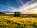 Landscape with a lonely tree and horizon. Royalty Free Stock Photo