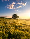 Landscape with a lonely tree and horizon. Royalty Free Stock Photo