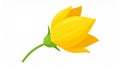Yellow hand-dawn flower bud element Royalty Free Stock Photo
