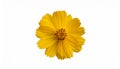 Yellow hand-dawn flower bud element Royalty Free Stock Photo