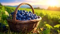 Fresh Organic Raw Blueberries in a Basket Royalty Free Stock Photo