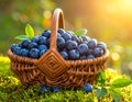 Fresh Organic Raw Blueberries in a Basket Royalty Free Stock Photo