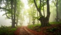 Misty forest path lined with tall, slender trees, likely beech (Fagus sylvatica), on either side. Royalty Free Stock Photo