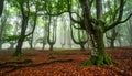 Misty forest path lined with tall, slender trees, likely beech (Fagus sylvatica), on either side. Royalty Free Stock Photo