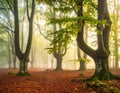 Misty forest path lined with tall, slender trees, likely beech (Fagus sylvatica), on either side. Royalty Free Stock Photo