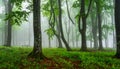 Misty forest path lined with tall, slender trees, likely beech (Fagus sylvatica), on either side. Royalty Free Stock Photo