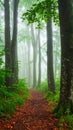 Misty forest path lined with tall, slender trees, likely beech (Fagus sylvatica), on either side. Royalty Free Stock Photo