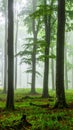 Misty forest path lined with tall, slender trees, likely beech (Fagus sylvatica), on either side. Royalty Free Stock Photo