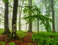 Misty forest path lined with tall, slender trees, likely beech (Fagus sylvatica), on either side. Royalty Free Stock Photo