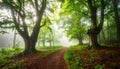 Misty forest path lined with tall, slender trees, likely beech (Fagus sylvatica), on either side. Royalty Free Stock Photo