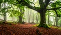 Misty forest path lined with tall, slender trees, likely beech (Fagus sylvatica), on either side. Royalty Free Stock Photo