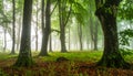 Misty forest path lined with tall, slender trees, likely beech (Fagus sylvatica), on either side. Royalty Free Stock Photo