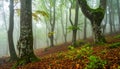 Misty forest path lined with tall, slender trees, likely beech (Fagus sylvatica), on either side. Royalty Free Stock Photo