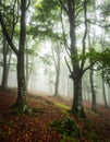 Misty forest path lined with tall, slender trees, likely beech (Fagus sylvatica), on either side. Royalty Free Stock Photo
