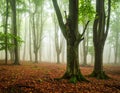Misty forest path lined with tall, slender trees, likely beech (Fagus sylvatica), on either side. Royalty Free Stock Photo