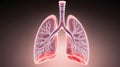 Human Lungs Anatomy Illustration - Respiratory System, Breathing and Lung Function Royalty Free Stock Photo