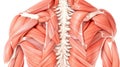Detailed Human Muscle Anatomy of the Back and Shoulders Royalty Free Stock Photo