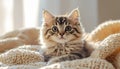 Adorable Fluffy Tabby Kitten Resting on a Cozy Knitted Blanket Royalty Free Stock Photo