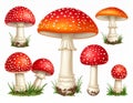 Red Fly Agaric Mushroom and Poisonous Forest Toadstool Vector Set Royalty Free Stock Photo
