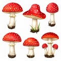 Red Fly Agaric Mushroom and Poisonous Forest Toadstool Vector Set Royalty Free Stock Photo