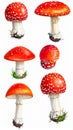 Red Fly Agaric Mushroom and Poisonous Forest Toadstool Vector Set Royalty Free Stock Photo