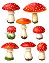 Red Fly Agaric Mushroom and Poisonous Forest Toadstool Vector Set Royalty Free Stock Photo