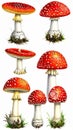 Red Fly Agaric Mushroom and Poisonous Forest Toadstool Vector Set Royalty Free Stock Photo