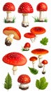 Red Fly Agaric Mushroom and Poisonous Forest Toadstool Vector Set Royalty Free Stock Photo