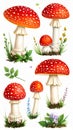 Red Fly Agaric Mushroom and Poisonous Forest Toadstool Vector Set Royalty Free Stock Photo