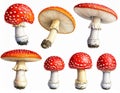 Red Fly Agaric Mushroom and Poisonous Forest Toadstool Vector Set Royalty Free Stock Photo