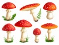 Red Fly Agaric Mushroom and Poisonous Forest Toadstool Vector Set Royalty Free Stock Photo