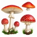 Red Fly Agaric Mushroom and Poisonous Forest Toadstool Vector Set Royalty Free Stock Photo