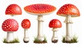 Red Fly Agaric Mushroom and Poisonous Forest Toadstool Vector Set Royalty Free Stock Photo