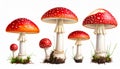 Red Fly Agaric Mushroom and Poisonous Forest Toadstool Vector Set Royalty Free Stock Photo