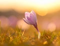isolated crocus flower in a grass field as the first sign of spring Royalty Free Stock Photo