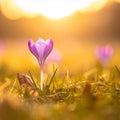 isolated crocus flower in a grass field as the first sign of spring Royalty Free Stock Photo