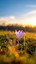 isolated crocus flower in a grass field as the first sign of spring Royalty Free Stock Photo
